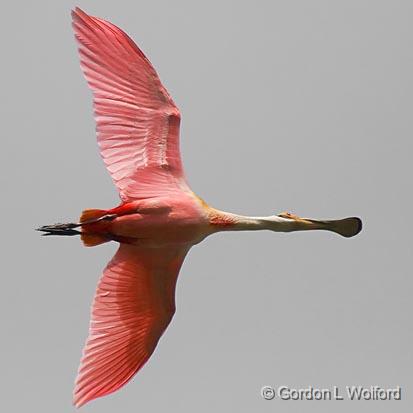 Spoonbill In Flight_45961.jpg - Roseate Spoonbill (Ajaia ajaja)Photographed from Lake Martin near Breaux Bridge, Louisiana, USA.